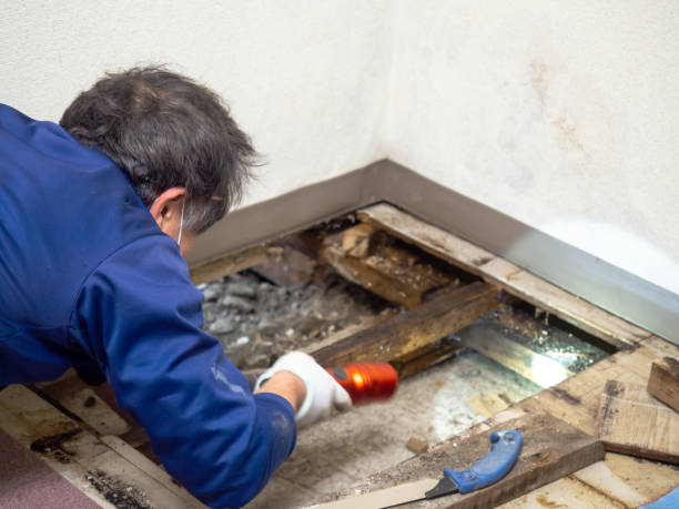 Best Attic Mold Removal  in Crandon, WI