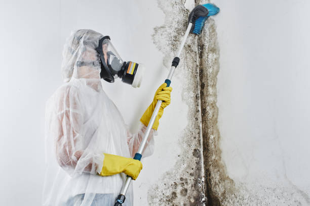 Best Toxic Mold Removal  in Crandon, WI