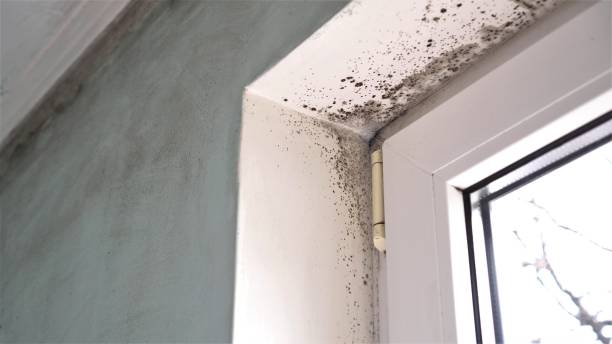 Best Mold Cleaning Services  in Crandon, WI