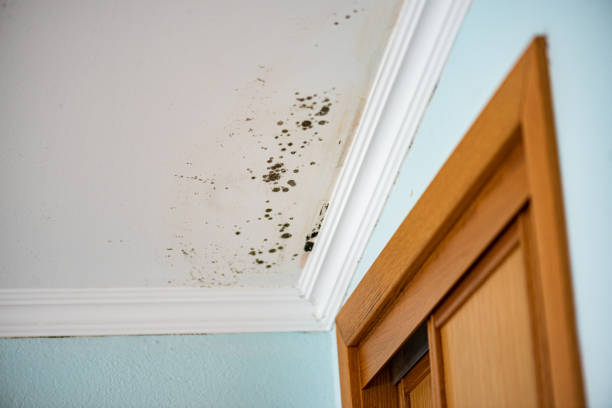 Certified Mold Removal in Crandon, WI