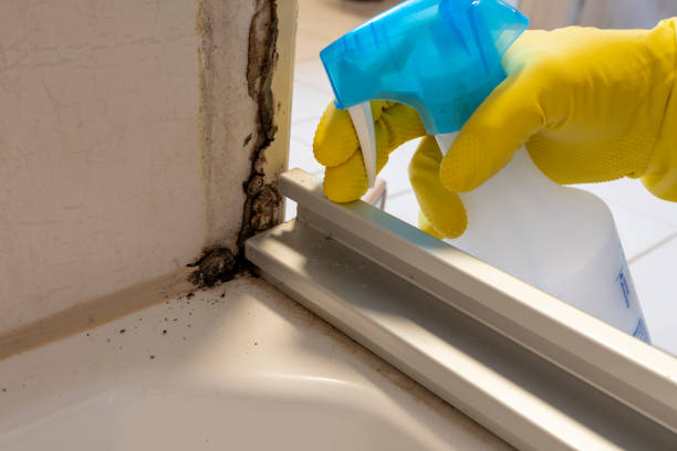 Best Toxic Mold Removal  in Crandon, WI