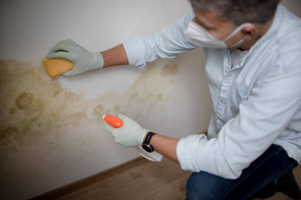 Best Mold Remediation Services  in Crandon, WI