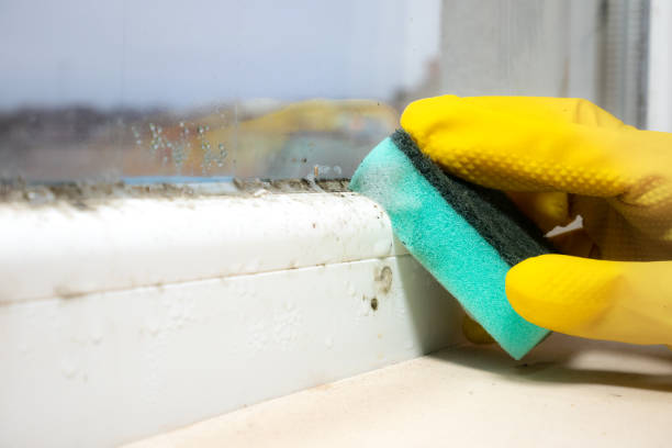 Best Certified Mold Removal  in Crandon, WI