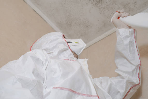 Best Attic Mold Removal  in Crandon, WI