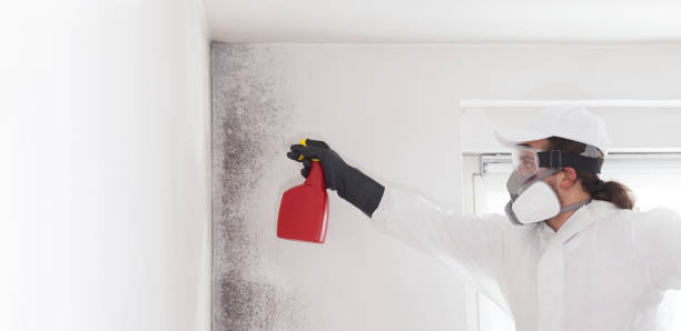 Best Black Mold Removal  in Crandon, WI