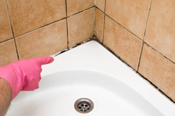 Best Mold Damage Repair  in Crandon, WI